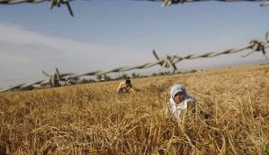 Palestinian farmers harvest wheat on a farm in Khan Younis